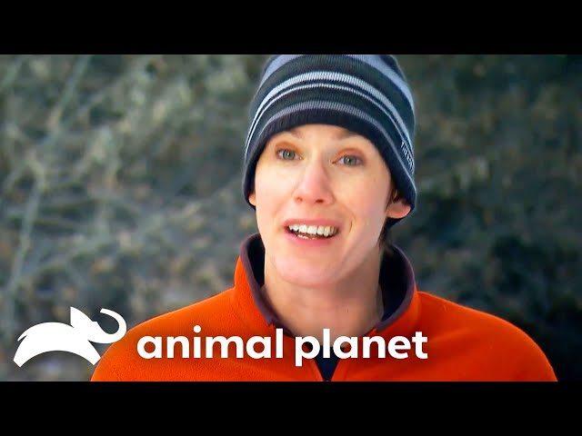Revealing the Shocking Bigfoot Evidence from Game Camera Footage | Finding Bigfoot | Animal Planet