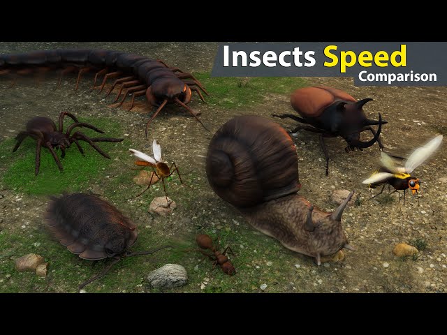 Insects Speed Comparison | Who's the Fastest Bug on Earth?