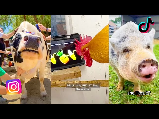 Funniest Farm Animals Of Tik Tok and Instagram | The Gentle Barn Funny Videos Compilation