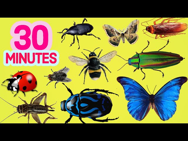 30 minutes learn insects