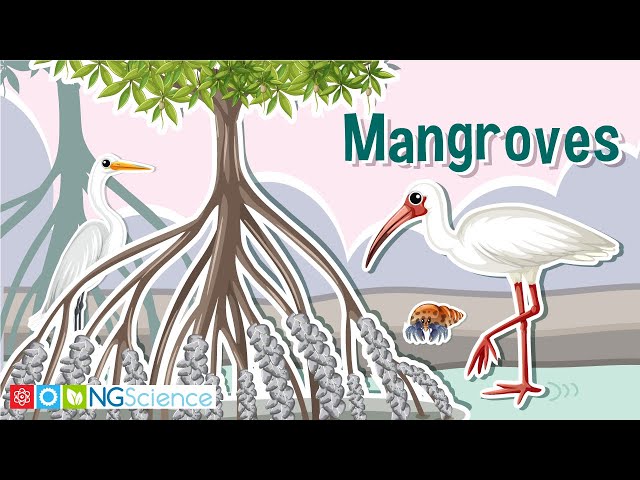 Mangroves – Guardians of the Coast