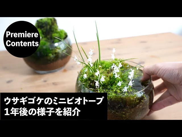 [Premier Content] Mini biotope of Utricularia sandersonii 1 year later