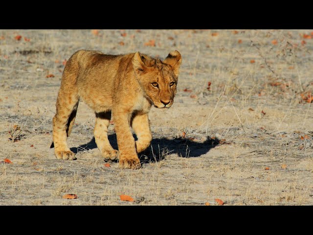Lion Pride - Difficult Life in The Desert Documentary HD 1080p