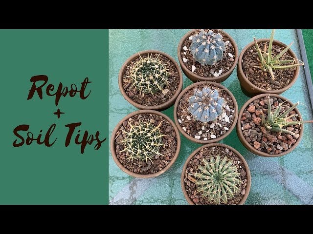 Potting up Cactus + Cactus Soil Tips (Repot a Cactus)