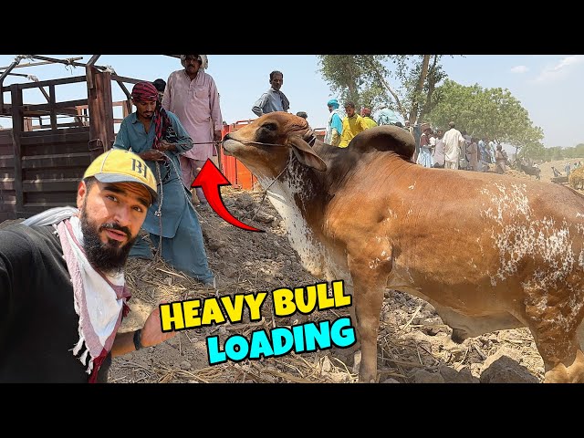 Heavy bulls loading in sheikhwan cow mandi 🐂 sab ki halat kharab hogai 😳