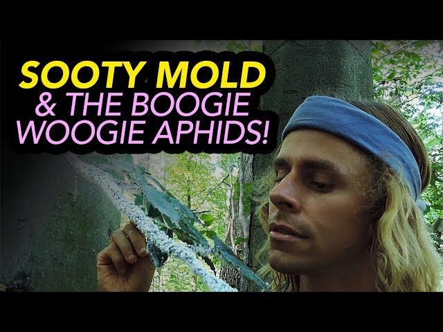 Sooty Mold & The Boogie Woogie Aphids