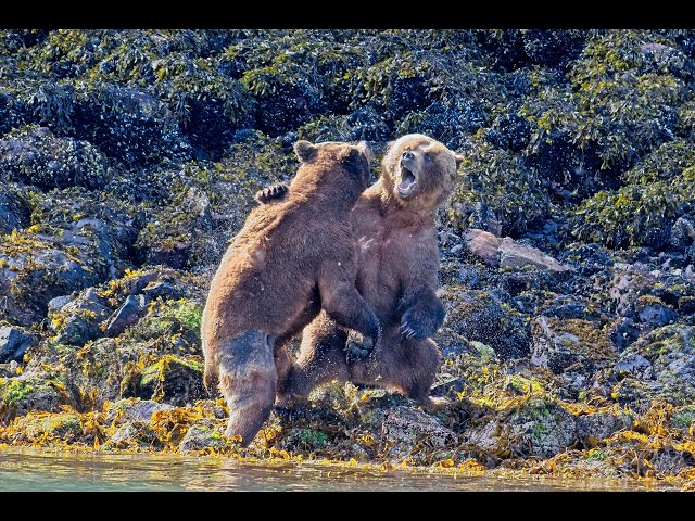 Epic Bear Fight - NO MUSIC...Full length