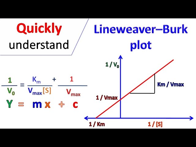 Lineweaver Burk plot