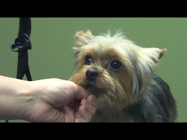 How to Groom A Yorkie (Puppy Cut) Yorkshire Terrier - Do-It-Yourself Dog Grooming