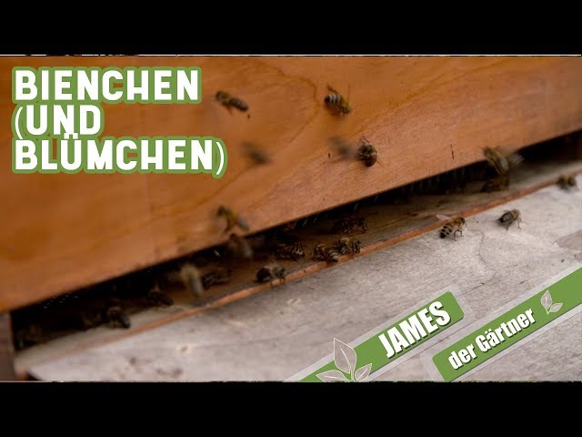 Von Bienchen (und Blümchen...) - so wird der Garten insektenfreundlich | James der Gärtner