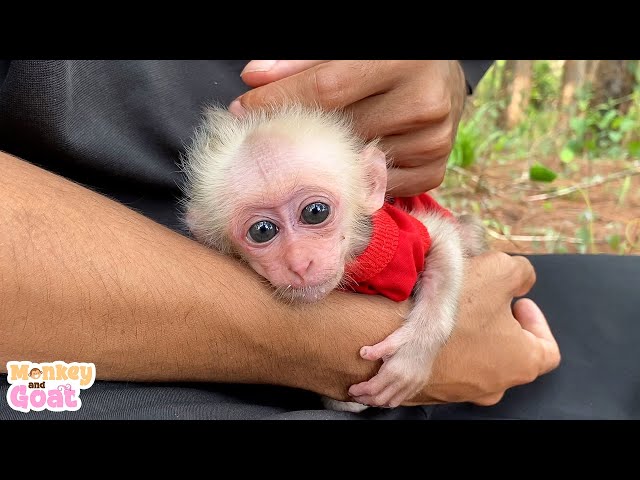 How to take care of a baby monkey