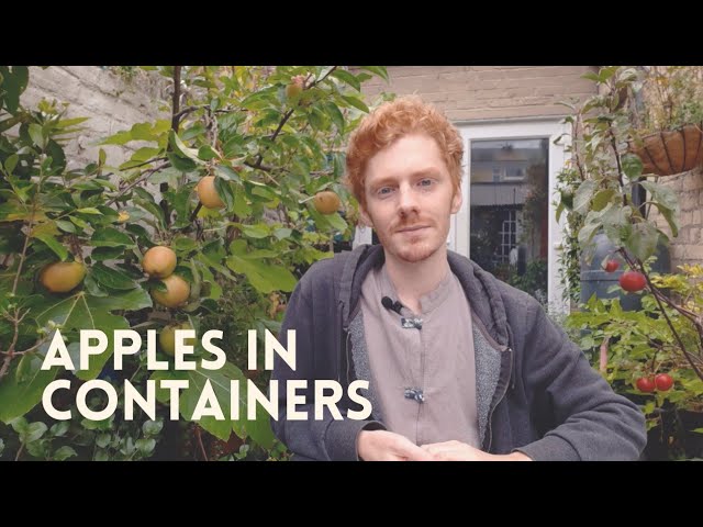 How to Grow Apples in Containers | A Detailed Guide