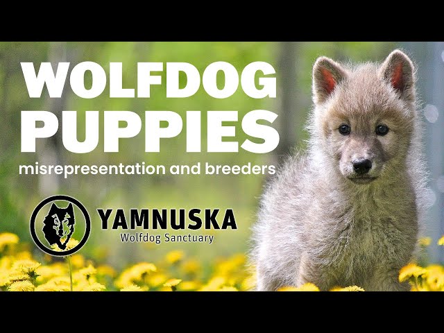 Everything You Need to Know Before Getting a Wolfdog Puppy