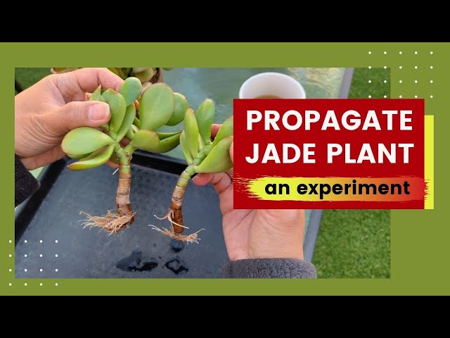 Propagating Jade Plant (an experiment) | How to Grow Jade Plant