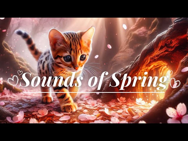 Relaxing Music ( Playlist ) - Relax / Study / Sleep, Cute  Cat 🐈, Cherry Blossom, Butterfly, Day-70