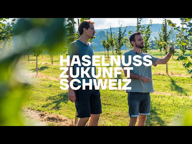 Haselnussanbau in der Schweiz – Mehr Biodiversität und nachhaltige Ernährung dank Haselnüssen