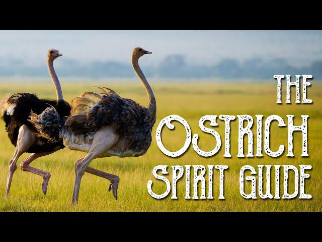 Ostrich Spirit Guide - Ask the Spirit Guides Oracle - Totem Animal - Power Animal - Magical Crafting