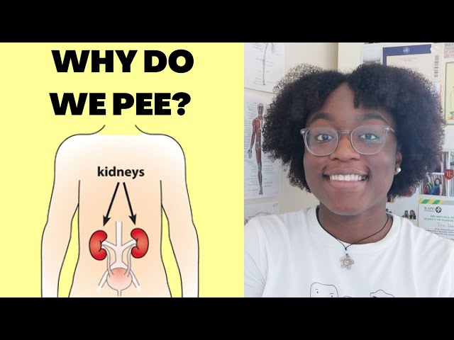 a brief introduction to the kidneys
