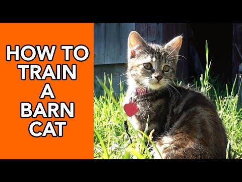 The Story of Lil Barn Cat