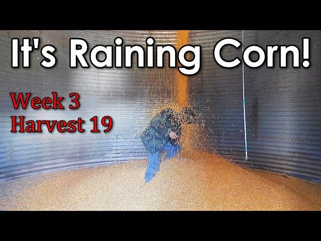 Finishing Harvest 19 | Week 3 - Vlog 21