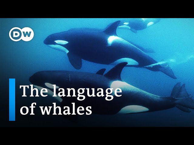 Do whales and humans speak the same language? | DW Documentary