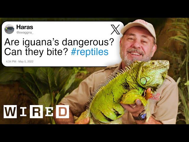 Reptile Expert Answers Reptile Questions From Twitter | Tech Support | WIRED
