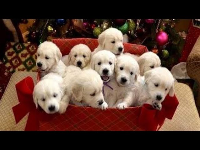 Children Getting Puppies And Kittens For Christmas