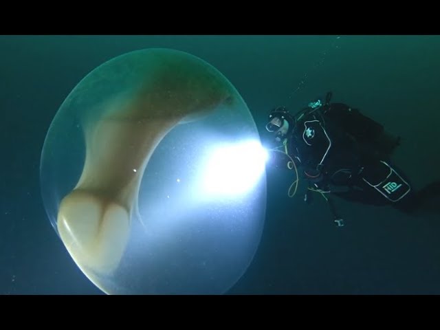 Divers Find Giant Squid Egg