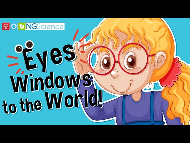 Eyes – Your Windows to the World!