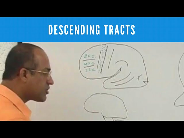 Descending Tracts | Corticospinal Tract | Pyramidal & Extrapyramidal Tract🩺