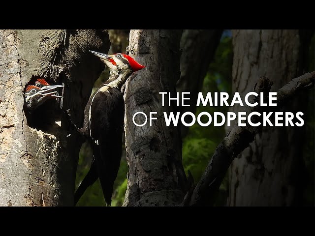 The Miracle Of Woodpeckers