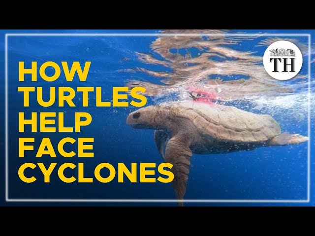 How turtles can help predict cyclones