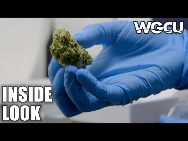 The Cannabis Question | Inside Look | NOVA On PBS