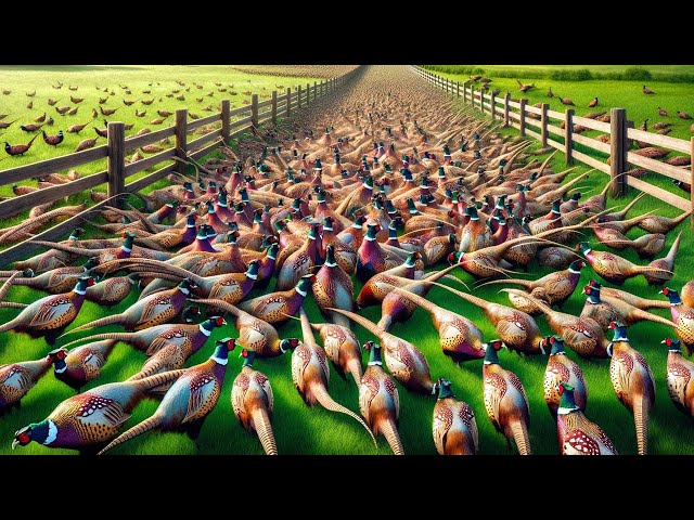 American Farmers Raise Millions Of Pheasants But Have To Deal With Them In This Way