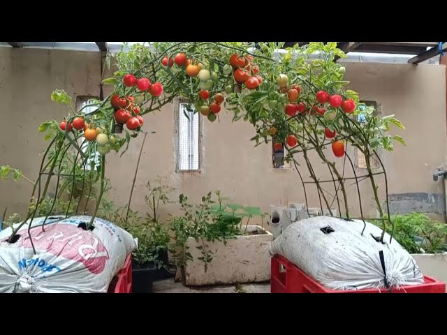 Awesome Creative Idea || Growing Tomato use Old sacks || can be harvested many times