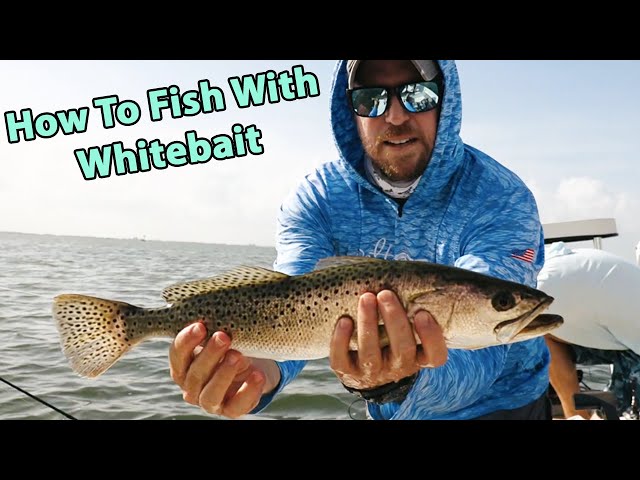 How To Chum & Fish Whitebait On A Grass Flat