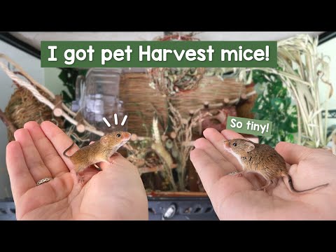 Harvest mice