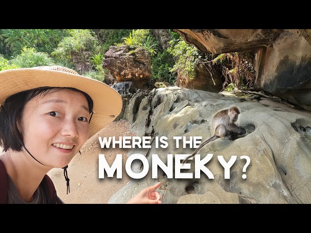 Where is THE MONKEY?  It's hard to find in Bako national park, Kuching Sarawak, Borneo! EP37