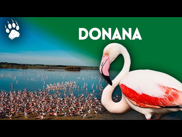 Parc national de Donana (Espagne) - Les merveilles de la nature - Documentaire environnement HD