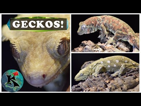 Amphibians & Reptiles for You Herp Lovers