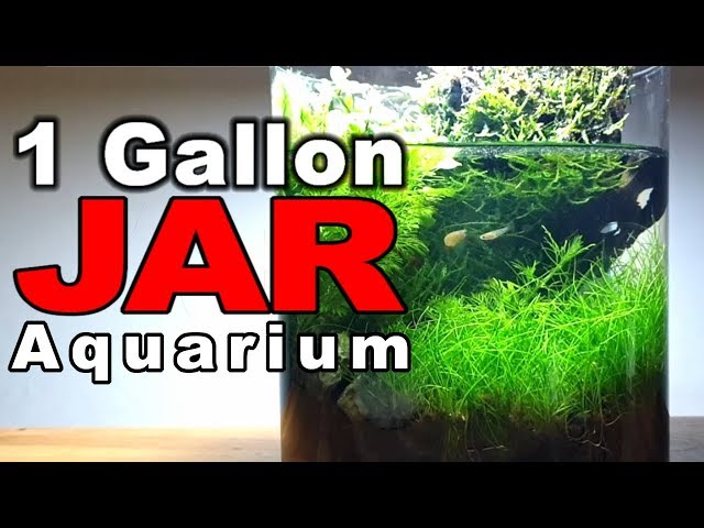 1 Gallon Jar ||  How To: No Filter No Heater No Ferts No co2