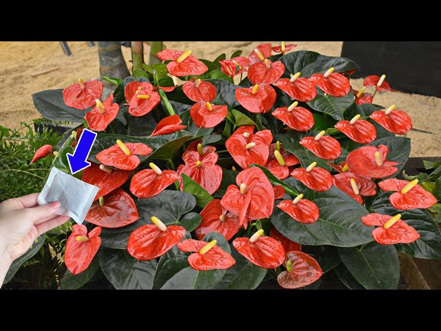Just this 1 package, Anthurium has never flowered so much | Natural Fertilizer