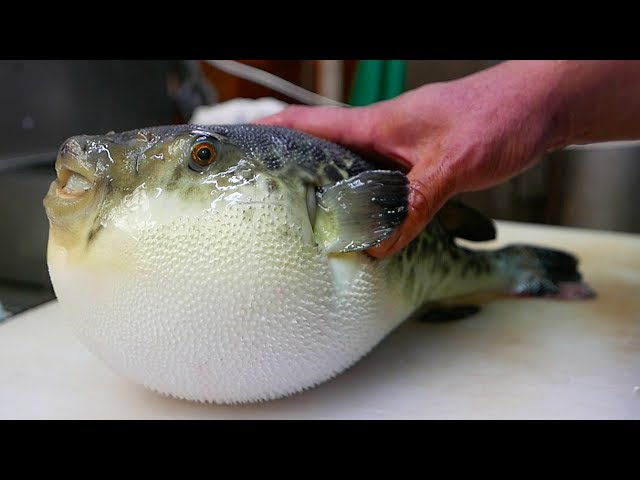 Japanese Street Food - LIVE FUGU PUFFERFISH Puffer Fish Japan