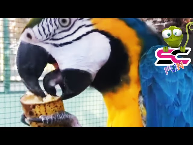 BEAUTIFUL MACAW PARROT LOVES BANANAS 🦜❤️🍌