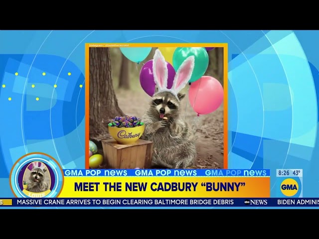 Florida raccoon named the 2024 Cadbury Bunny