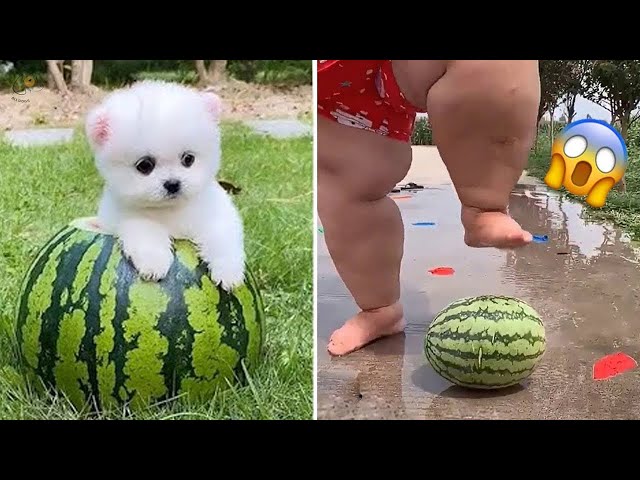 Cute Pomeranian Puppies Doing Funny Things | Cute and Funny Dogs - Mini Pom