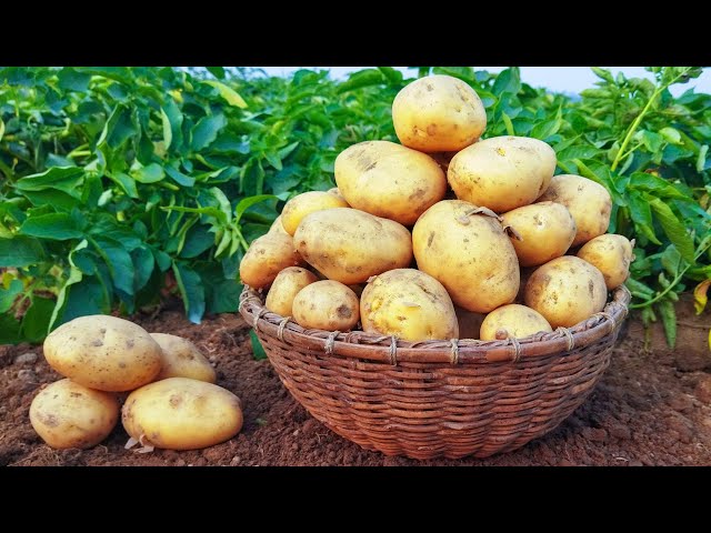 🥔 Kartoffeln ganz einfach selber anbauen 🥔