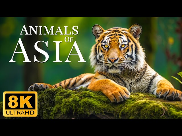 Wildlife Animals 8K ULTRA HD - Wildlife Scenery Movie With Soothing Nature Music