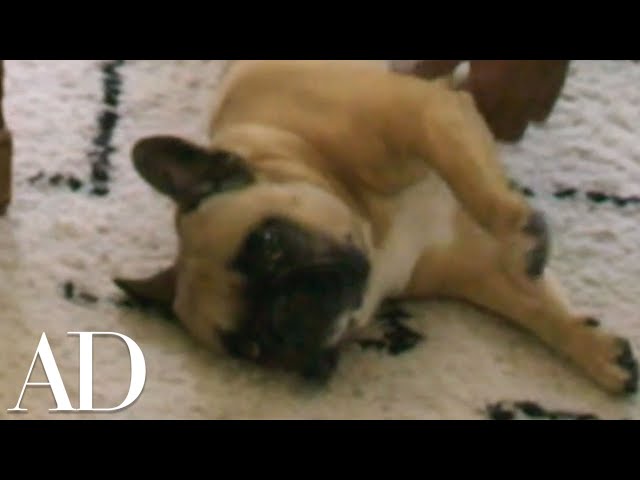 Daveed Diggs's Rug is Dog Approved