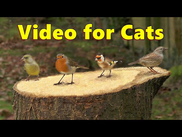 Birds for Cats to Watch Cat TV Wonderment ⭐ 8 HOURS ⭐